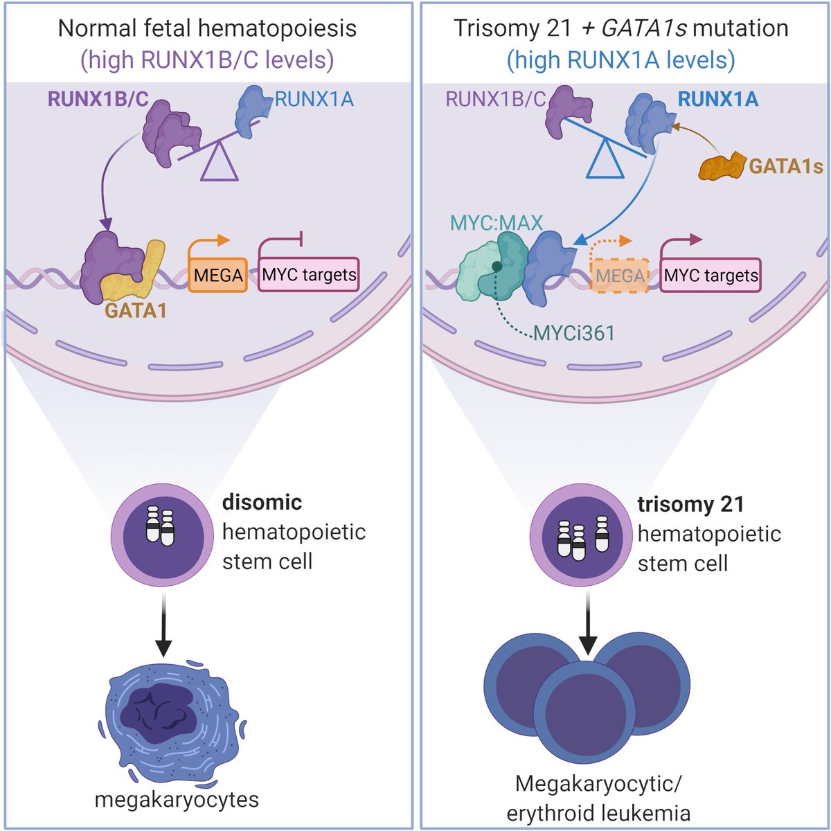 JhKmann's tweet photo. Excited to share our prepublished work. For 14 years we have been working on the project to find out how #trisomy 21 drives #leukemia. https://t.co/grxFzB76Cu