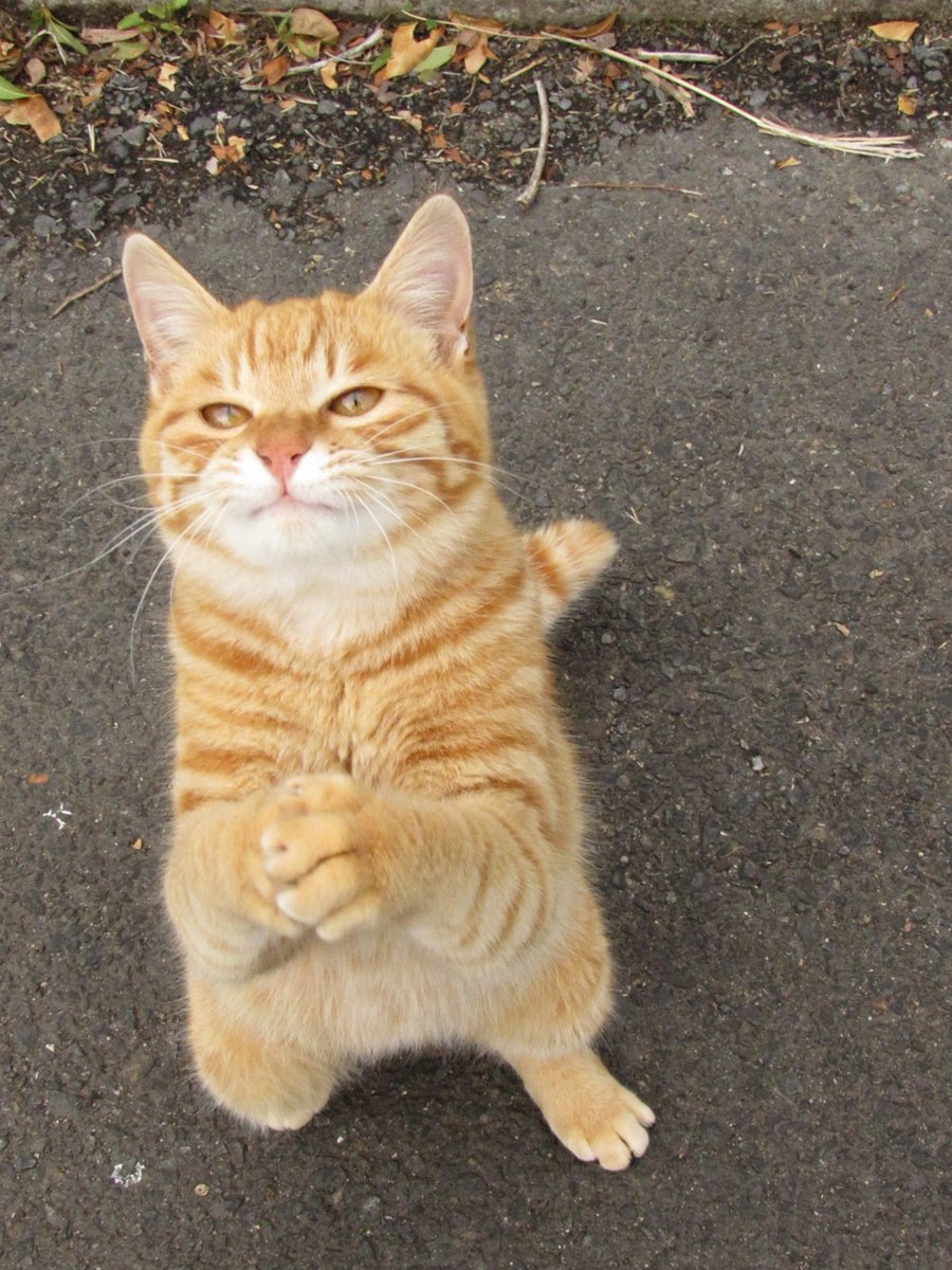 世界一断れない おねがい を見せつける茶トラ猫にtwitter民陥落 ねこニュース
