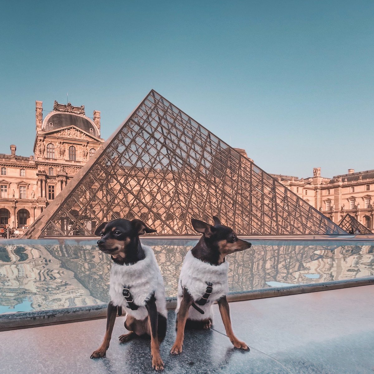 LALUDoggies's tweet photo. The building of the Louvre museum is a treasure trove of histoy and fascinating facts. It was the personal office and palace of Emperor Napoleon, later occupied (temporarily) by the Nazis. Have you ever been here?
#DogsofTwittter #dogsofinstagram #dogs #paris #twitterdogcommunity https://t.co/HM8kQn0zNh