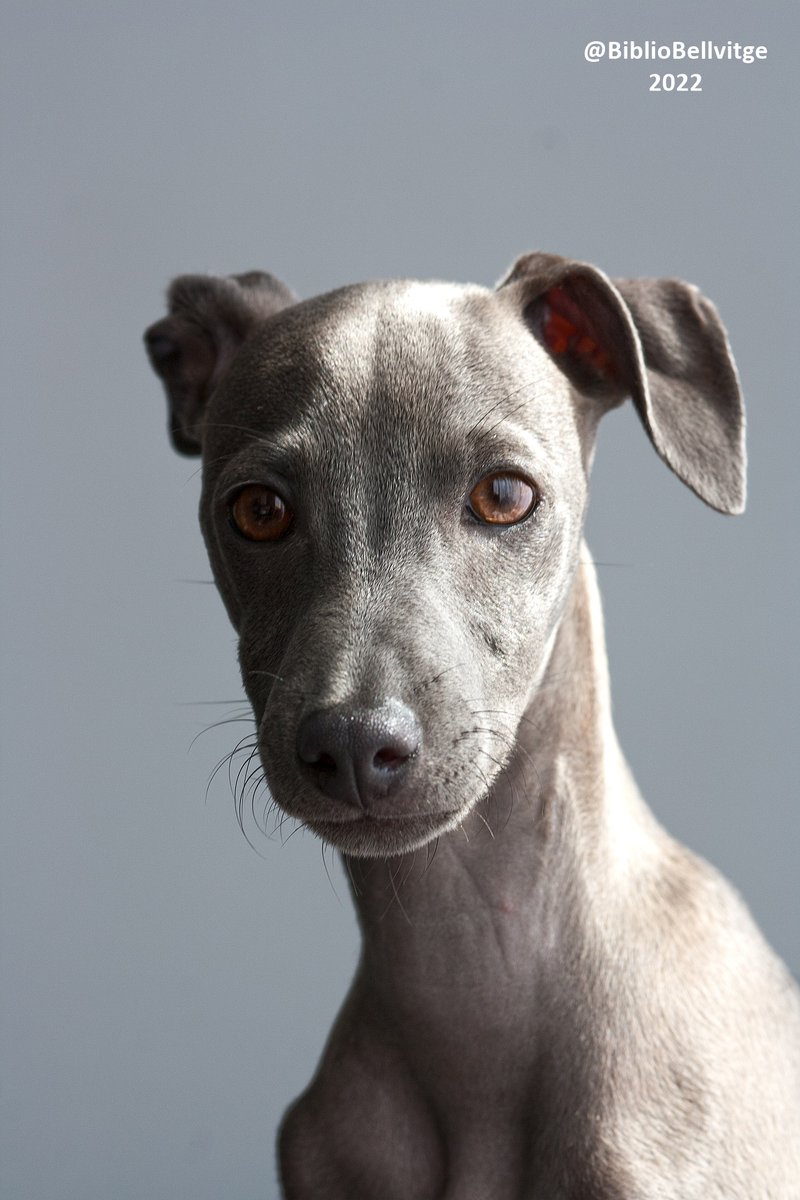 #UnContei4Potes millora les habilitats de lectura dels nens i nenes de #Bellvitge🚊#Gornal

Activitat gratuïta amb aforament limitat. 
Truca'ns al 934036160 
09/03/2022
#therapydog #dogfriendly  
<a href="/jacksdeluperca/">Jack Russell De Luperca</a> <a href="/comparteam/">comparteam</a> <a href="/LHCultura/">Cultura L'H</a>