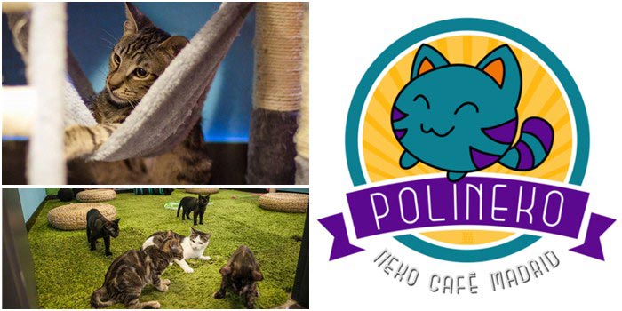 🐈 <a href="/polineko_madrid/">Polineko cat café y centro de adopciones</a>, el café de gatos y centro de adopción se ha trasladado del barrio de La Latina a la localidad de Alcalá de Henares. 

espaciomadrid.es/?p=40505 
#EspacioMadrid #Gatos