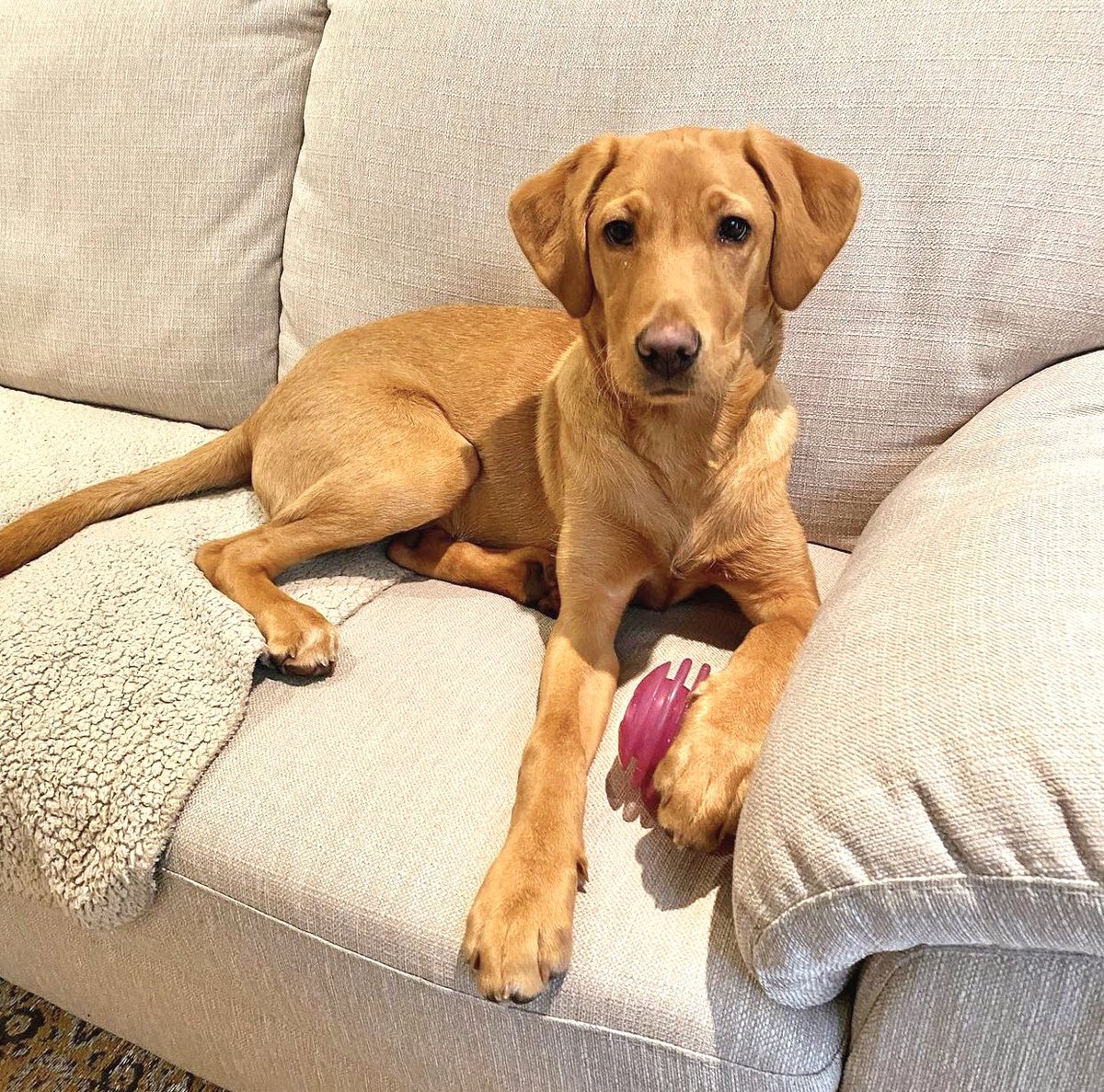 tailssuccess's tweet photo. 🏆Congratulations to Poppy 🏆

Not only is she incredibly cute, she's also really smart! 🎓

Poppy has just finished her five-week Foundation Skills Course, where she has been refining some of her existing skills and developing new habits and routines.

#labrador #foxredlab #dog https://t.co/iEVvnVjxgl
