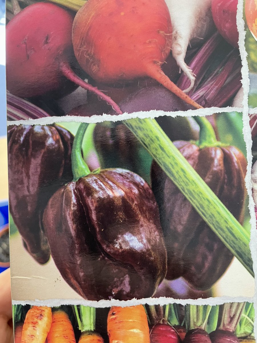 Our Grow and Learn Boys have been busy planting Chocolate Peppers…..<a href="/knoxacademy/">Knox Academy</a> <a href="/KnoxAcadHE/">Knox Academy HE</a> <a href="/knox_eco_comm/">Knox Eco-Committee</a>