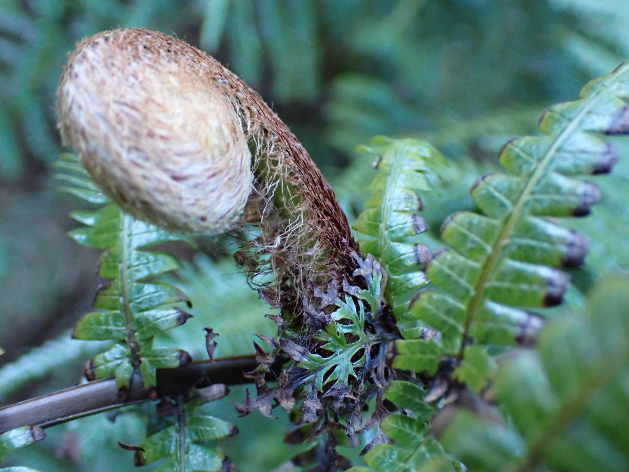 学習院大学生物部 Al Twitter 花粉の訪れが春を感じさせますね 暖かくなり ウラジロの新葉が伸びてきています シダ植物は花粉ではなく胞子で増えるので 目に入れても痒くないです T Co Stoqmbcsqv Twitter