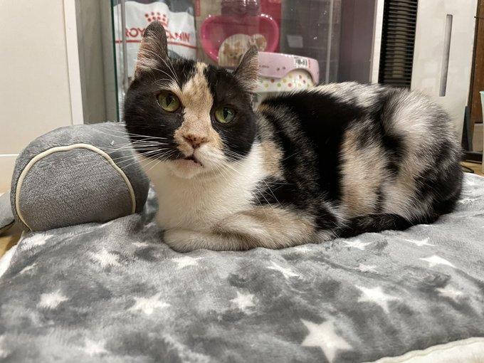 保護猫カフェ鶴橋のtwitterイラスト検索結果