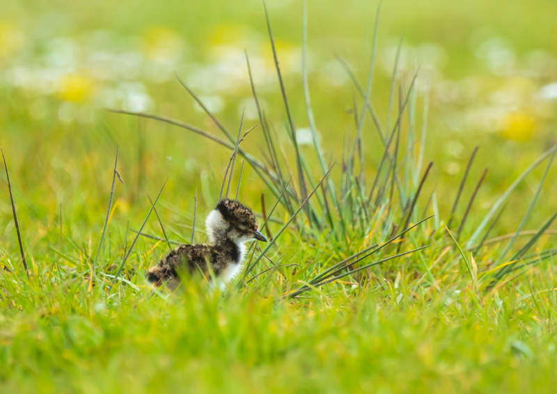 We’re entering bird breeding season 🐦🐣 Here are some ways to help them:

- Avoid cutting hedges and trees.
- Keep dogs on leads in fields, and on the hills and moors to protect ground-nesting birds.
- Keep to footpaths to protect ground-nesting birds.

#WildlifeWednesday