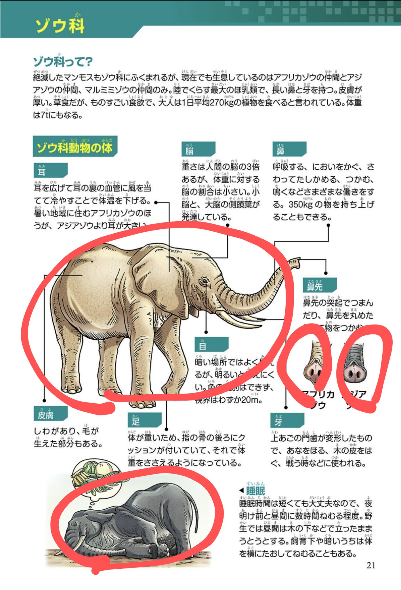 シリウス 動物の紹介ページ このページにはゾウ2頭と アフリカゾウ アジアゾウの鼻が描かれているため このページでは 4 となります このようにゾウと思われる器官もカウントを致します T Co Nhnihjtpor Twitter