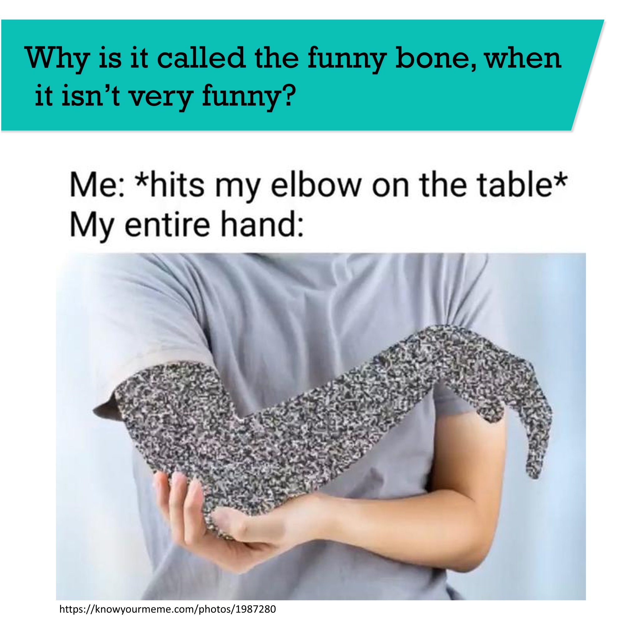School Of Anatomy On Twitter Why Is It Called The Funny Bone When It school-of-anatomy-on-twitter-why-is-it-called-the-funny-bone-when-it