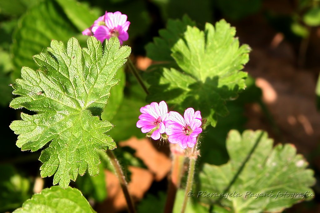 #seSoChe 
la vicinanza delle persone non è solo di chi non scrive,ma di anime in cerca di pace,porto un fiore a chi regala una frase.Semplicemente.<a href="/Dida_ti/">Dida</a>. #seSoChe tutto è vero,il cielo può ancora sperare.😇😇😇😇🌺🌺🌺