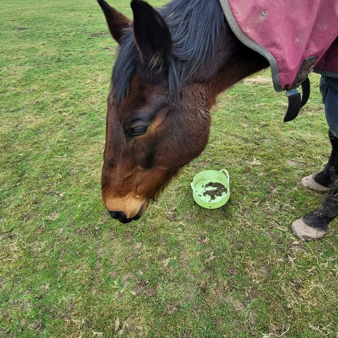 We're heartbroken to let you know we had to say goodbye to Hamish last week 💔

He was 27 and a gentle soul. We really, really miss him 🐴😢