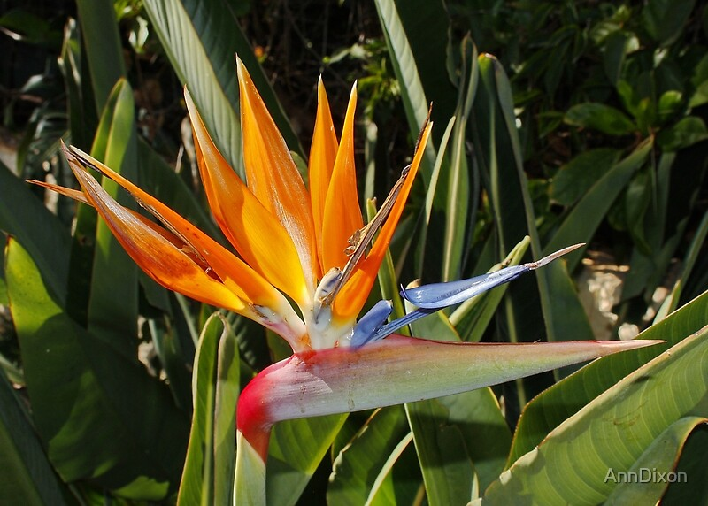 javilop's tweet image. Próx. destino: 🏝️ Madeira 🏝️
 
Pensando hacer una guía de la isla con todos los sitios "insider" que descubra y ponerla gratis. Mapa, fotos, etc. Como la que hice de Lanzarote.

¿Me animas con un RT? Si llega a 1500 RT la hago. Es un precio alto, pero el currazo de hacerla tb 😁