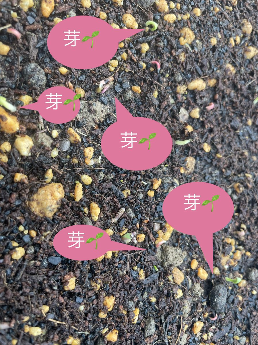 Hamiko (@hamiko_ko) on Twitter photo ㊗️発芽!
ちっちゃい芽がでました。
春の花壇を彩る花になります🌸
なるはず! ㊗️発芽!
ちっちゃい芽がでました。
春の花壇を彩る花になります🌸
なるはず!
