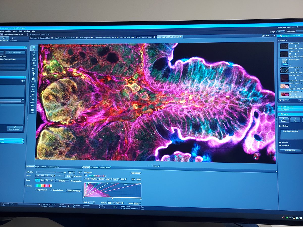 11 colors acquired during the on-site demo of the brand new Zeiss LSM980 with spectral detection and infrared detectors with LSMPlus... just AMAZING! Sample from Hugues Lelouard, <a href="/CIML_Immunology/">CIML</a> <a href="/CNRS/">CNRS 🌍</a> <a href="/Inserm/">Inserm</a> @univamu <a href="/zeiss_micro/">ZEISS Microscopy</a>