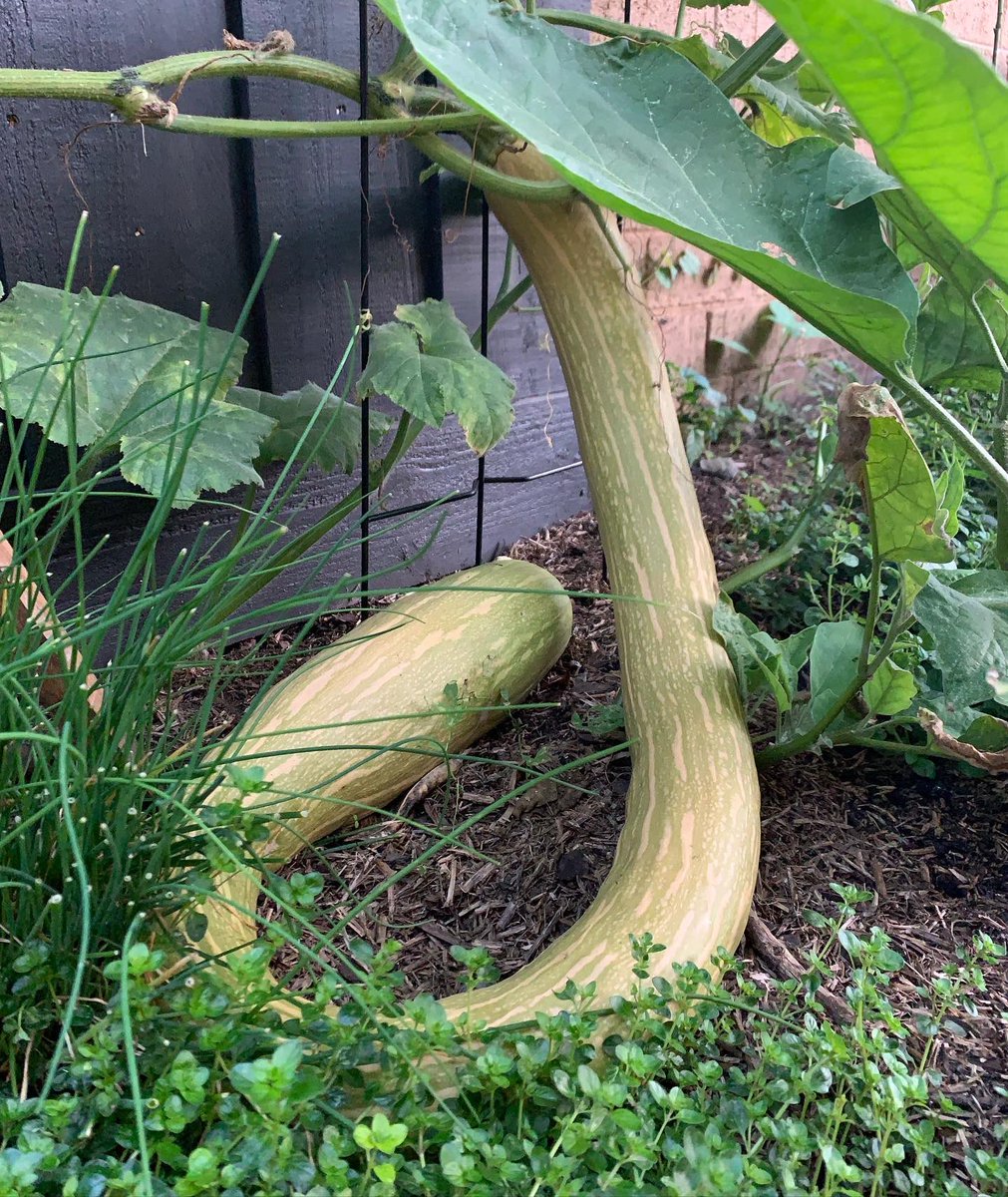 Adventures of The Schlong (tromboncino zucchini): Today I harvested and cooked some early autumn herbs and veg. The Old Schlong still lurks in the garden. I’m waiting until it looks like something I could take to a Wallace and Gromit vegetable fair type thing before picking. 🍆