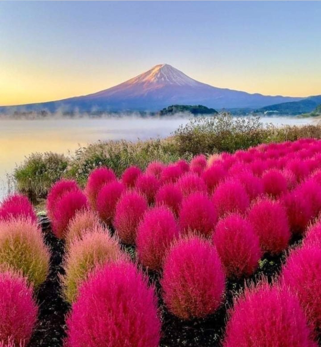Mt. Fuji with Kochia in Morning Light 
(Posted by Nature is a beautiful thing)