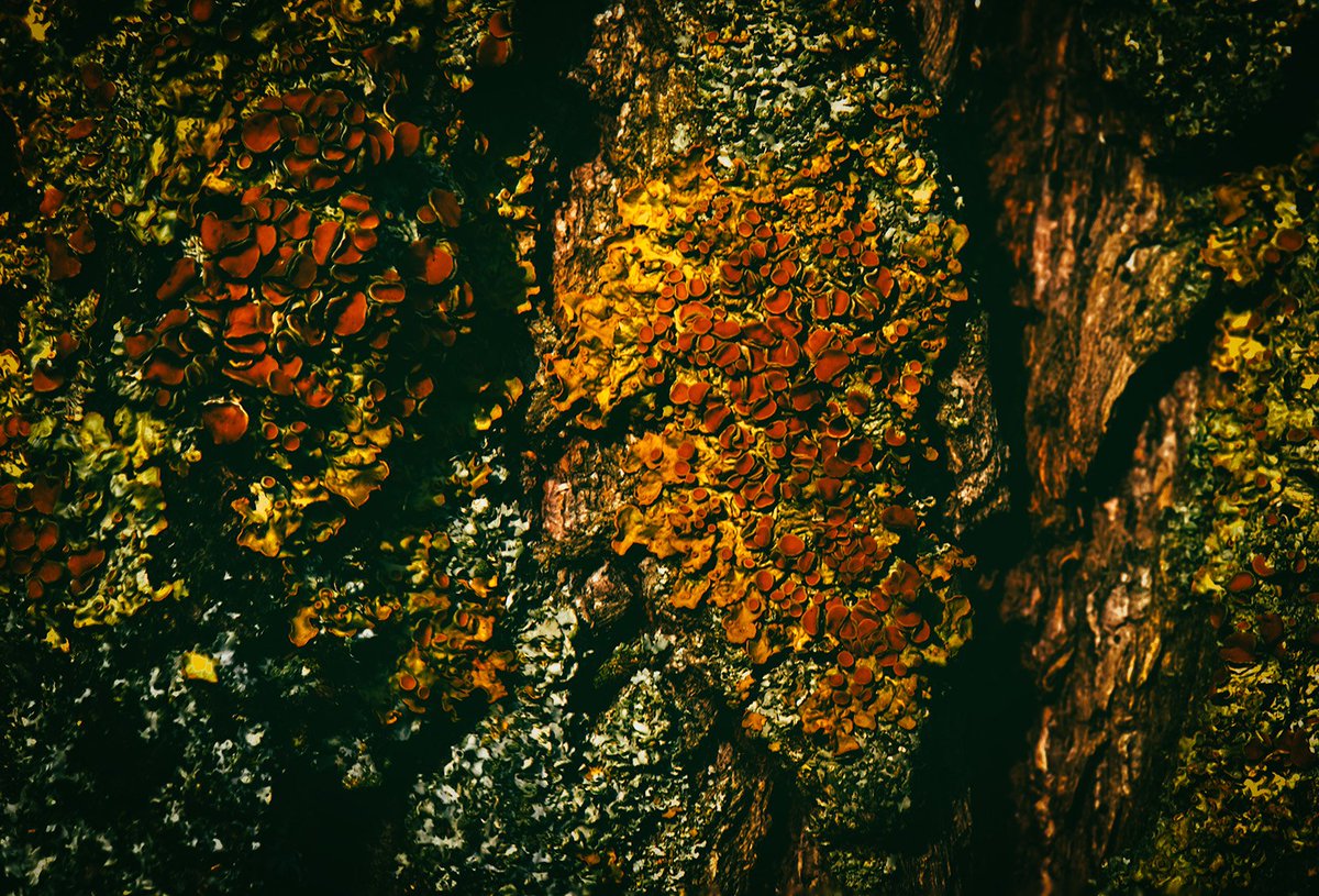 _AJM_Photo's tweet photo. Experience the beauty in the little thing that surround you every day. 

Check out the gallery
https://t.co/eoCNVpnQwd

https://t.co/xWHYjL35GJ
https://t.co/BnyTYHvxpD

#NFTs #nftart #nftphotography https://t.co/ipGHp1NfYC