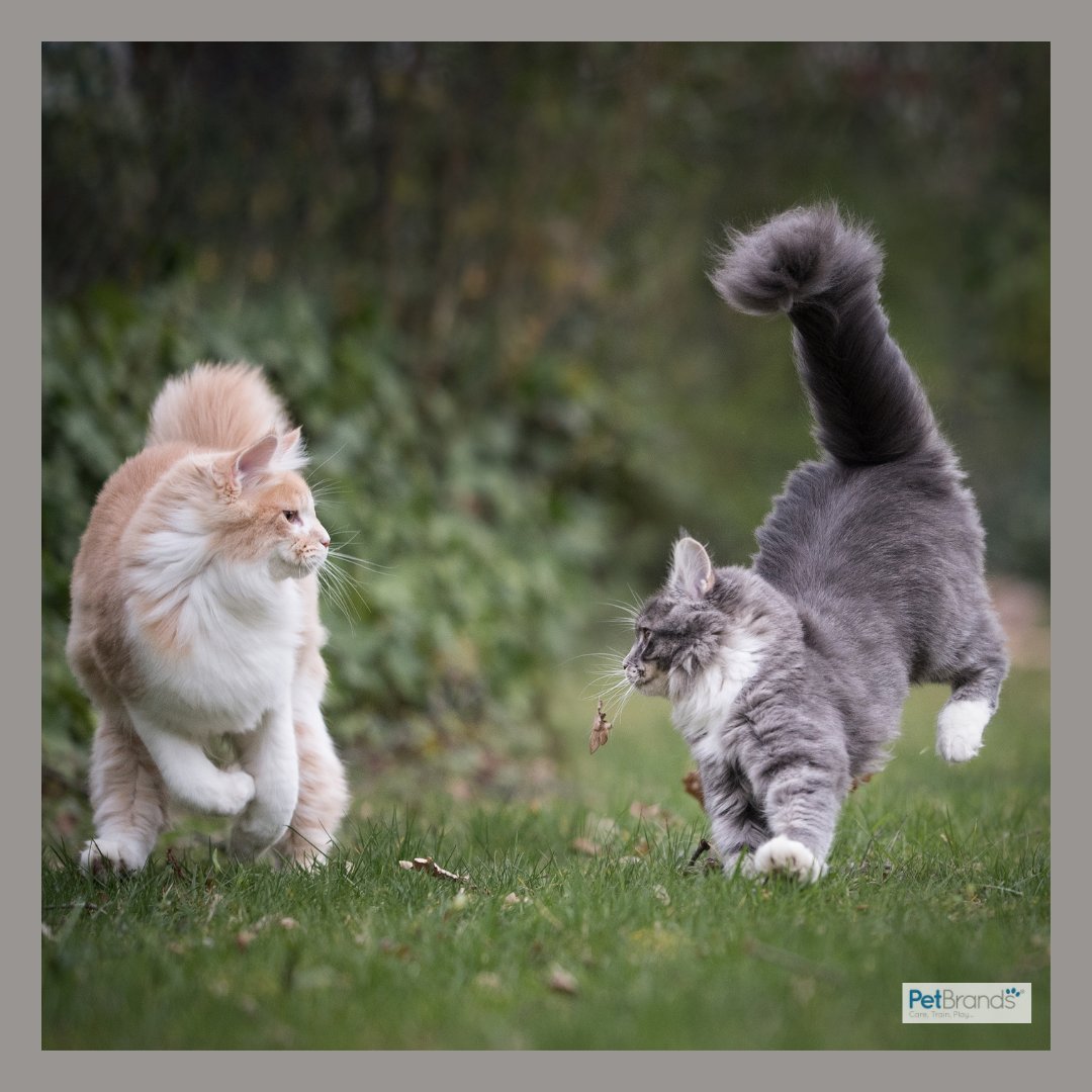 The new, younger generation of pet parents spend more on their furry friends. 
We offer these pet parents a range of fun toys and tasty treats that are perfect for spoiling their perfect pets.

#PetBrands #PetToys