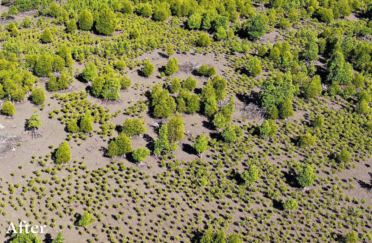 eden__plus's tweet photo. A before and after from Morongobe, Madagascar. After just over two years, the new growth is beginning to join the old growth and restore this once healthy mangrove forest. As a result, millions of pounds of carbon will be sequestered, and animals will have a habitat to return to. https://t.co/y5oWMbEvvj