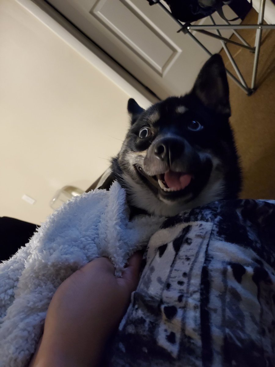 Crested Fiend tweet media