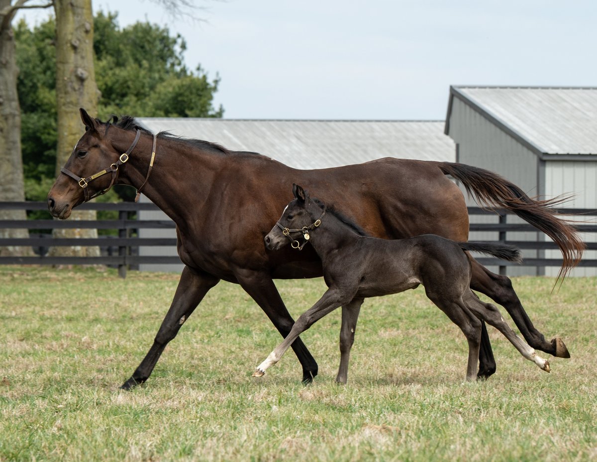 Week 4 Submission 🏇 #FoalDerby
Foal: AUTHENTIC 🌹filly o/o Smooth Path
LIKE or RETWEET to cast your vote!
Bred by: <a href="/GrantleyAcres/">Grantley Acres</a> 
 
Pictured at 16 days old