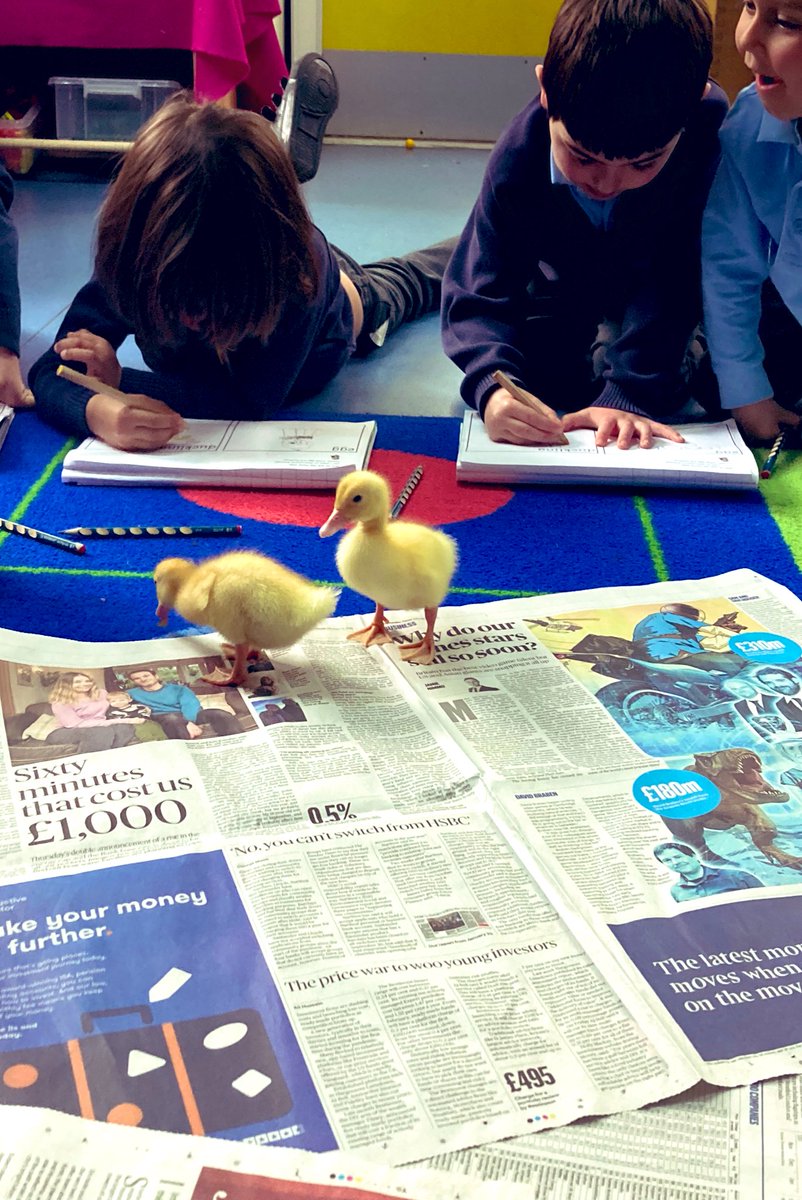 Reception_BG's tweet photo. Today Reception continued with their topic of observational drawings. The focus for today was to draw the ducklings. They roamed free on the carpet whilst the children drew them. We will be sad to see them go tomorrow! 🦆💔 https://t.co/Dgh9mkWJJQ