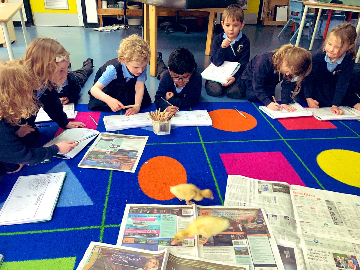 Reception_BG's tweet photo. Today Reception continued with their topic of observational drawings. The focus for today was to draw the ducklings. They roamed free on the carpet whilst the children drew them. We will be sad to see them go tomorrow! 🦆💔 https://t.co/Dgh9mkWJJQ