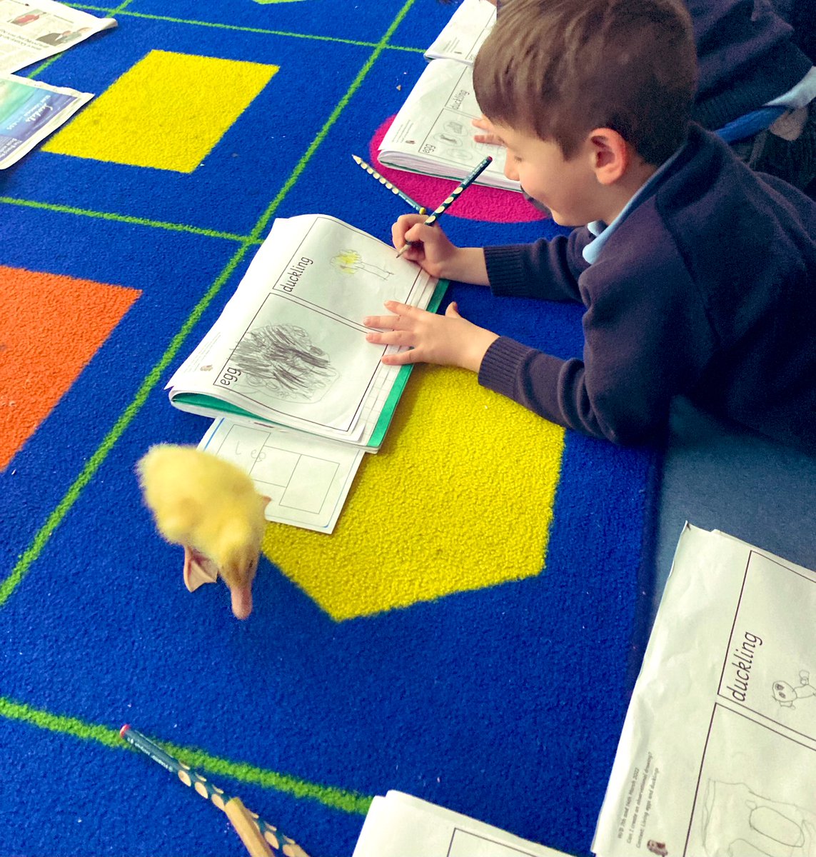 Reception_BG's tweet photo. Today Reception continued with their topic of observational drawings. The focus for today was to draw the ducklings. They roamed free on the carpet whilst the children drew them. We will be sad to see them go tomorrow! 🦆💔 https://t.co/Dgh9mkWJJQ
