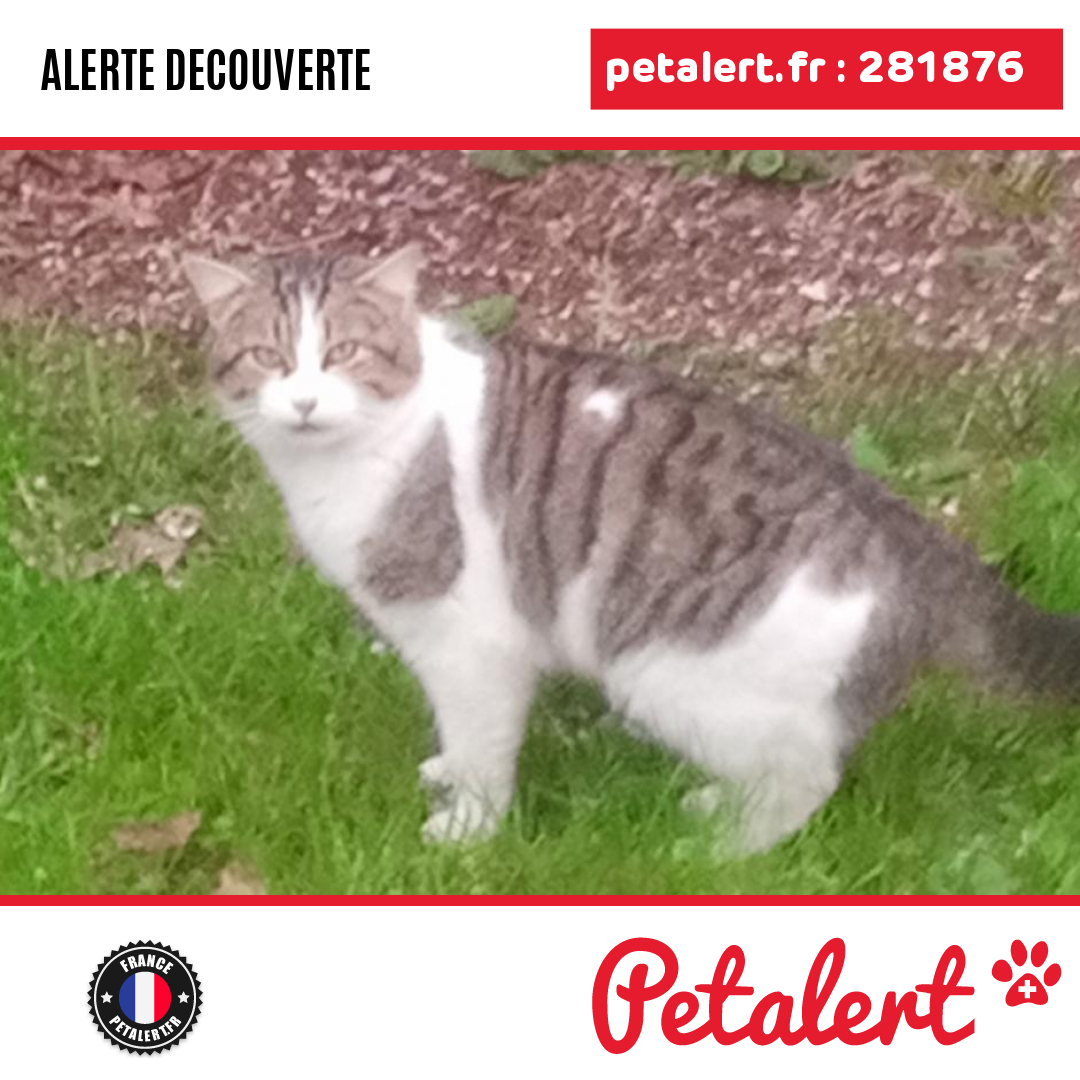 petalert_france's tweet photo. Trouvé #Chat #Gers #Gondrin #Petalert #PetAlert32 / https://t.co/LGXoAohzVp https://t.co/nm4ZxoJm4m