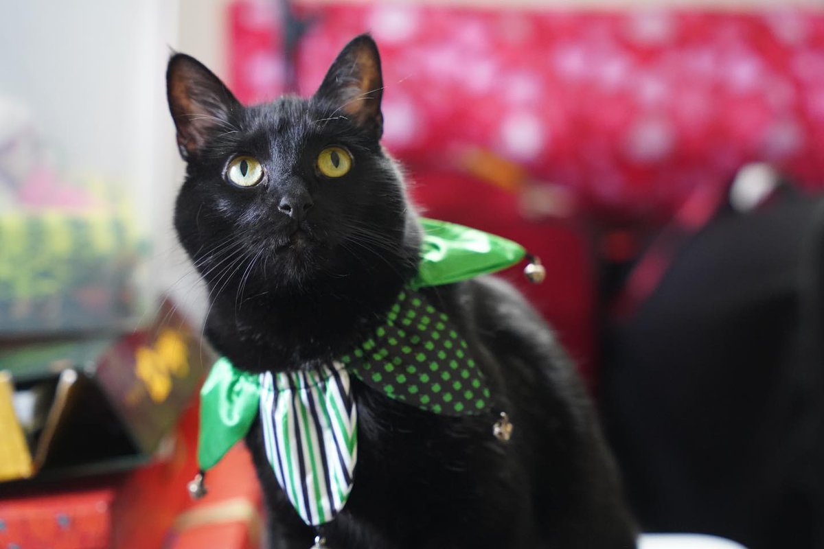 Hey Twitter, can you do your thing here? My buddy on IG, Milton, is in a contest and if he wins, he is donating $$ to @TexasCARES!  He needs to move from 4th to 1st today or he'll be eliminated. Please vote or at least retweet if you can! Link to vote: americasfavpet.com/2022/milton-6a…