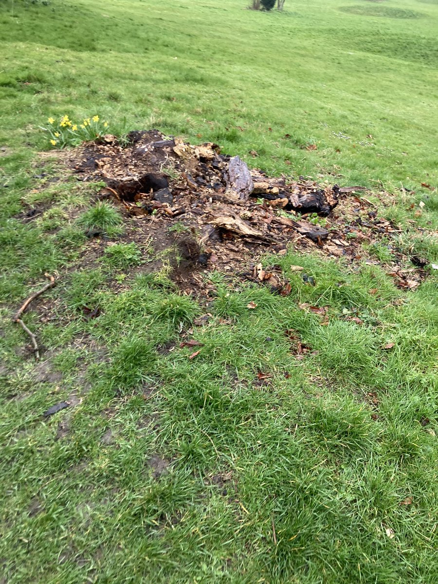 EmilioForBath's tweet photo. Missing trees lost over time #HighCommon upper and lower walks . How wonderful it would be to have appropriate new plantings . Will @BathnesParks support local residents’ Queens Jubilee initiatives? @bathlive @BathEcho https://t.co/NE46XsE0cc