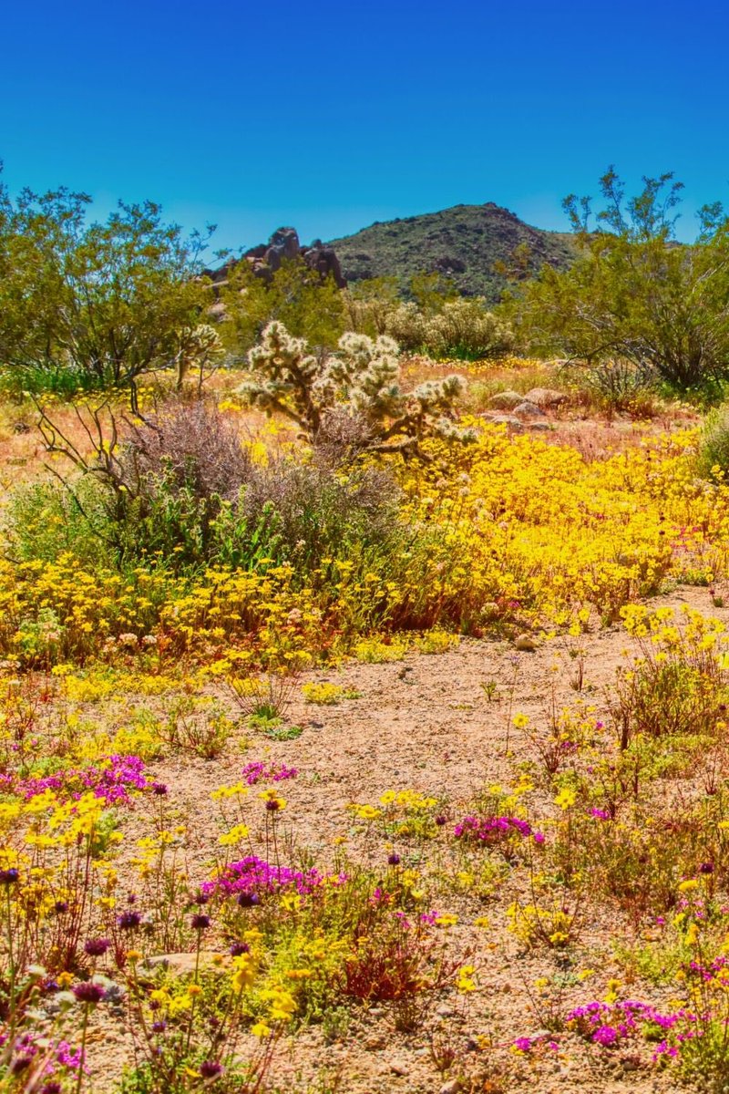 WeWanderlustCo's tweet photo. If you’re looking to see some of the best wildflowers and super blooms, you’ll want to head to California.  
🌸🌸🌸🌸🌸🌸🌸🌸🌸🌸🌸🌸🌸
GET THE LIST of some of our best places to see wildflowers in California in 2022 ⬇️

https://t.co/1UQs2sTuvn https://t.co/tDf4kb0iUV