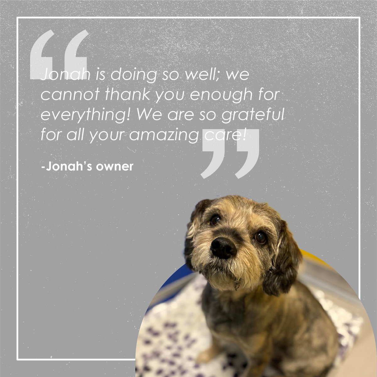 ARKJFK's tweet photo. We were very happy 😊 to assist this lovely 🥰 friend &amp; his pawrent with his journey ✈️ from JFK🇺🇸 to London🇬🇧. Jonah we enjoyed serving you as a guest of ARK Pet Oasis
#arkjfk #arkpetoasis https://t.co/AVCjaOEjVt