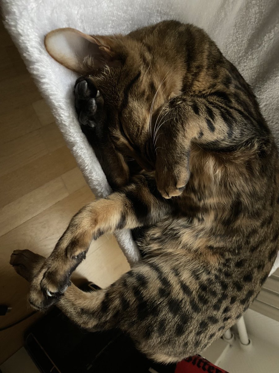 evraelthecat's tweet photo. I meowst say, I really love that myowm bought me this radiator bed ๐ป
I lay meowch less on the radiator nyow, and if I did, and were to fall down, Iโd plop right into this sweet heaven ๐ป๐พ๐
#CatsOfTwitter #KeepALegOutCrew #Dingledangles https://t.co/qHzIUcXZ7m