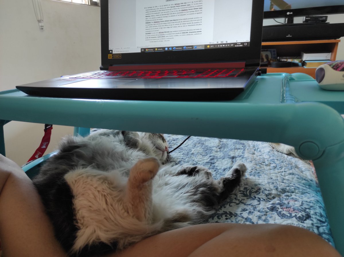 Mom is working...and I'm "helping" (clearly) just coming back from my  #hedgewatch Have a great afternoon/evening/night efurrybody!! #CatsOnTwitter #CatsofTwittter #cats