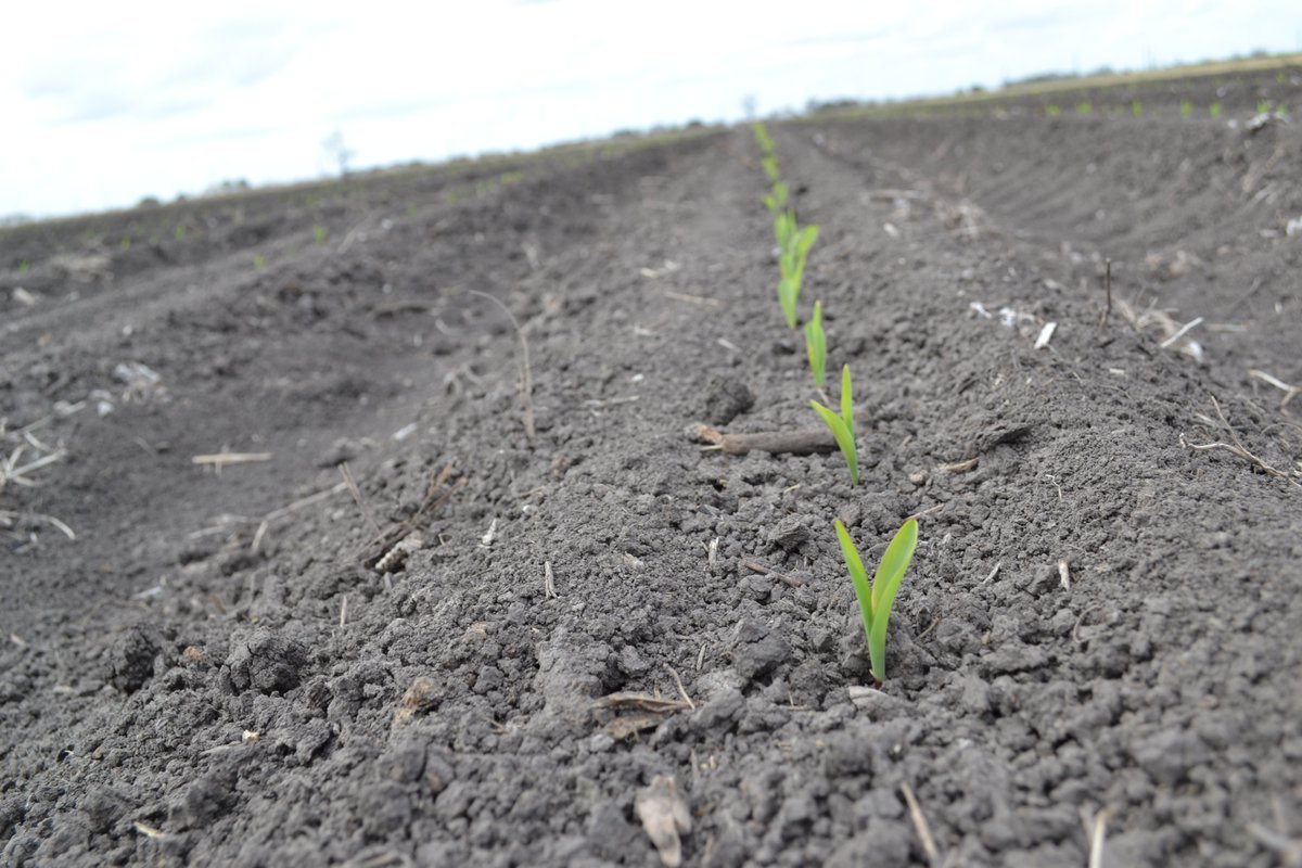 Off to the races!  I've been driving around South Texas rating Pioneer's newer hybrids for emergence and early season vigor.  P1122AML and P1718VYHR are clear standouts.