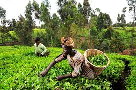 aliyusadiq_gky's tweet photo. Agriculture is a lucrative and impactful business to venture into, it can fetch you good economic gains while helping to address the problem of hunger that affects over 280 million undernourished Africans
#FoodSecuriry
#WhatHasChanged
@atayibabs
@RichardMunang https://t.co/3dNIXy4rT1