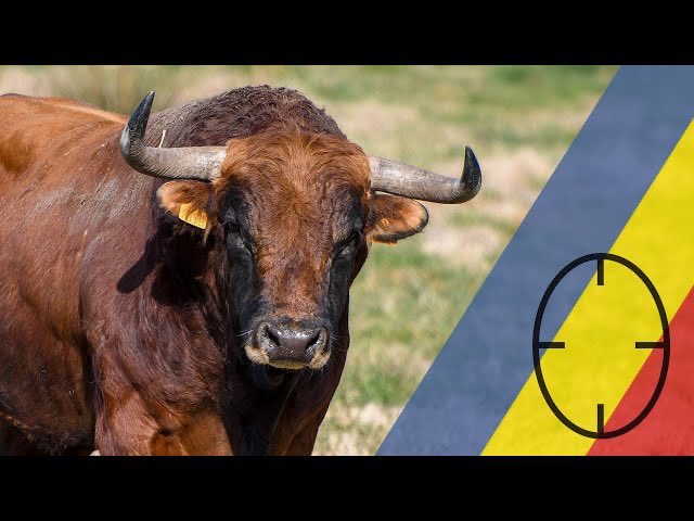 ToristaFrances's tweet photo. 🚨🎥Nuevo Vídeo 

La seria corrida de Cuille para Ales 👇🏻

https://t.co/AaoyCGXKEe https://t.co/5gsBdctzhE