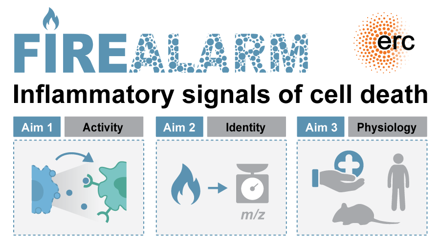 Meissner_Lab (@meissner_lab) on Twitter photo Thrilled to announce that <a href="/ERC_Research/">European Research Council (ERC)</a> funds my project #FIREALARM at the interface of #inflammation, #paracrine functions of #pyroptosis and #proteomics. Stay tuned for open positions… Thrilled to announce that <a href="/ERC_Research/">European Research Council (ERC)</a> funds my project #FIREALARM at the interface of #inflammation, #paracrine functions of #pyroptosis and #proteomics. Stay tuned for open positions…