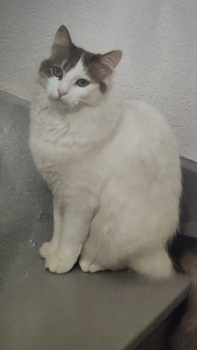 jolantoa's tweet photo. Je tente ma chance on ne sait jamais 😟 Perdu chat sur Plaisance du Touch (31) Merci de me contacter si vous l'avez trouvé. Il est tatoué n'hésitez pas à retweeter surtout si vous êtes de la région de Toulouse https://t.co/58bcPNaWoI