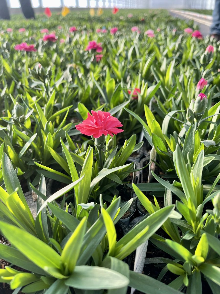 TanyaCBloomDiva's tweet photo. Blue skies, great customers and beautiful @SelectaOneNA carnations 🌸 When the sun came out the fragrance in the #greenhouse was incredible ☀️ Thank you Rainbow Grnhs for the hospitality and #pink safety harness 😃 #carnations #bloomdiva #whatsblooming #spring #lethopebloom https://t.co/UlhvaE5Tio
