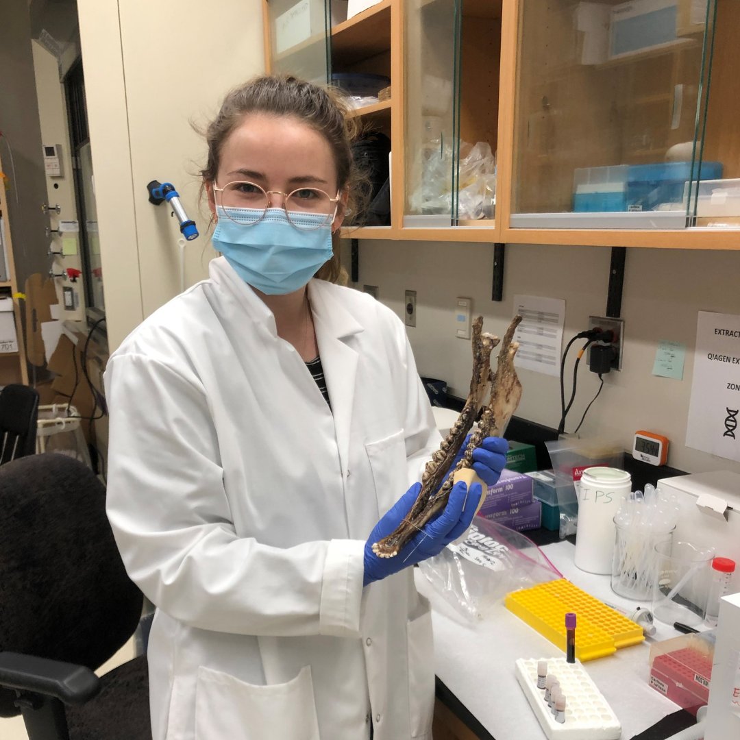 TrentUniversity's tweet photo. Biologists have sequenced over 200 genomes of caribou in Ontario, &amp; for the first time ever, can distinguish between Boreal caribou, Eastern Migratory caribou &amp; hybrids. Read the full story about what this means for at-risk caribou populations in Canada: https://t.co/OU6zmeiq93 https://t.co/IvcIZXbe1b
