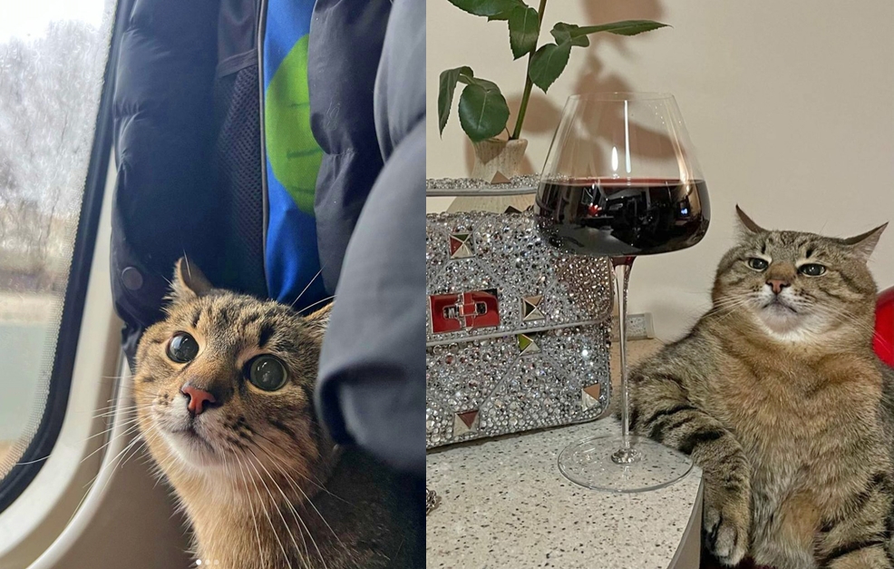 LorenzoTheCat's tweet photo. Great News: Stepan, that super chill Ukrainian cat, has made it out of the country and is now safe in France with his humans.  Love you, buddy.  🐱🌻  @loveyoustepan https://t.co/ZziBHI1yed