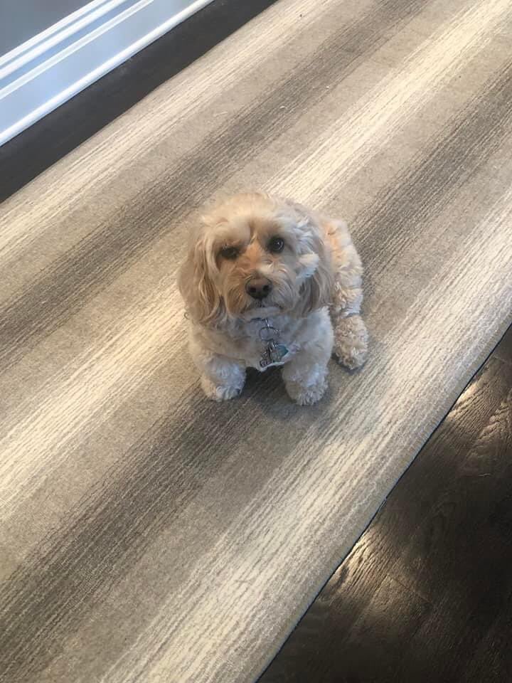 Pet approved carpet #thecarpetgirl