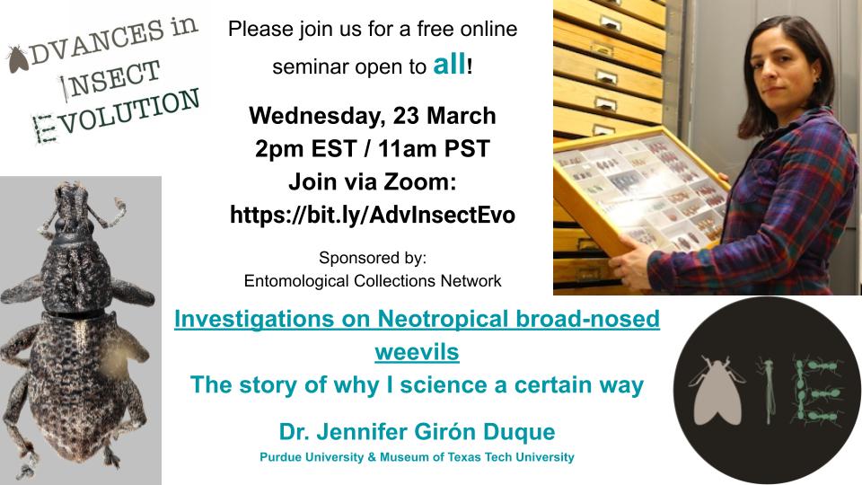 AdvInsectEvol's tweet photo. Vernal Equinox is upon us! 🌱
Time for our next AIE seminar!🪲
Leading us onto spring will be Dr. @JGEntiminae!
Dr. Girón Duque will share her studies on Neotropical broad-nosed weevils &amp; what motivates her research!
When: 23 March, 2pmEST/11amPST
Zoom: https://t.co/ri6DJlDDTD https://t.co/CVVLh38QLc
