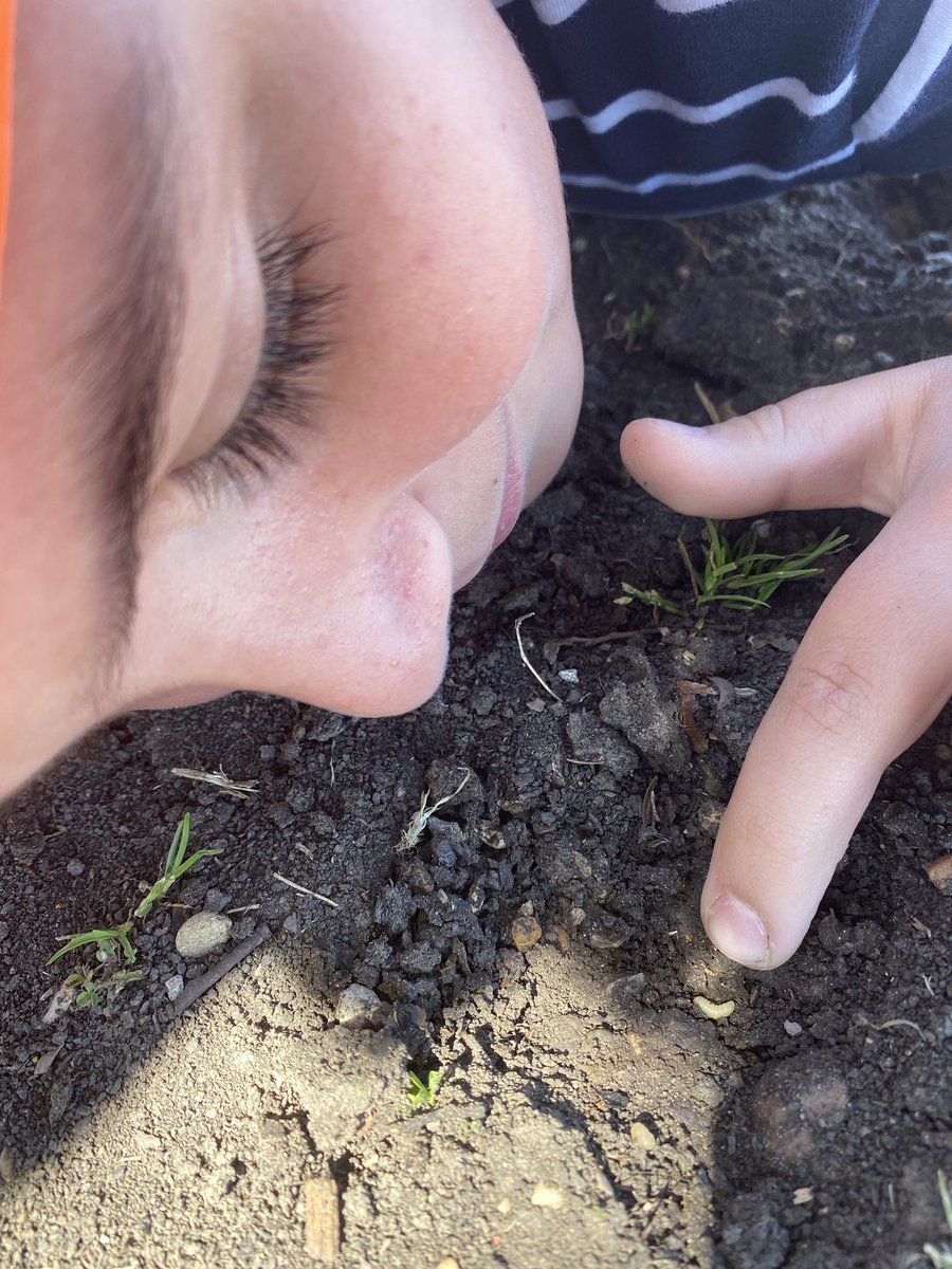MzRoss4's tweet photo. Instead of playing at recess, they can’t stop the Investigating Invertebrates lesson from this morning! And, he actually found a larvae!! #CampOnCampus @ThomasTexans1 @pisdoutdoor https://t.co/6WwAkJoF2b