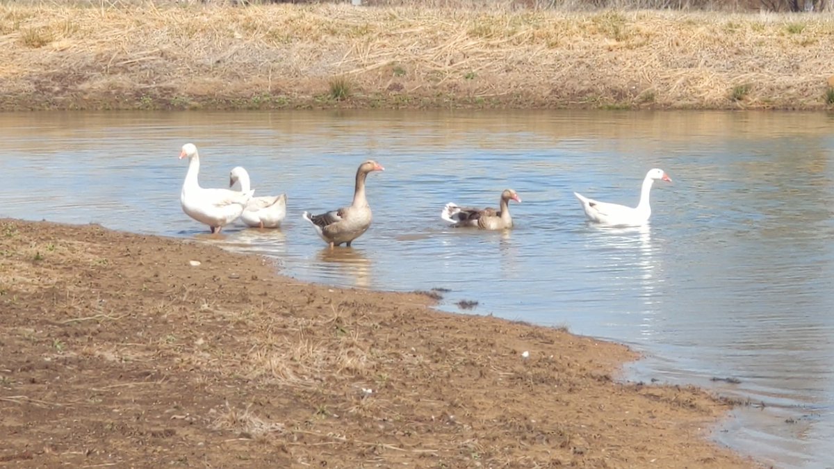 The geese got to adventure to the pond today, they loved it! #geeseofinstagram #geese #pilgrimgeese #TiedtHonkers