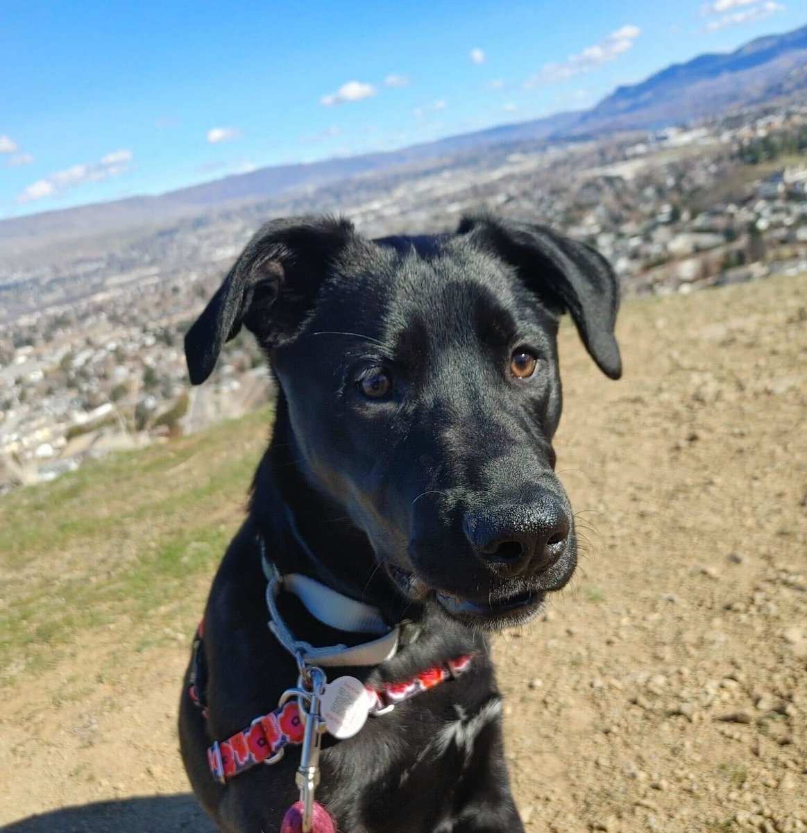 PetHub's tweet photo. This is Poppy. Poppy sports a leash and collar with a PetHub tag to ensure she stays close to her humans at all times while sniffing out the trails! You could say she is PUPared for anything.
#PetHub #PetHubTag #GetMeHomeClub #PetParentSupport #PetWellbeing #PetParentResources https://t.co/q404eLcZd7