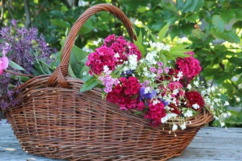 Zelf je #plukboeket zaaien, deze zomer vazen vol eigen bloemen. Hoe? Lees ons blog op: tuinhappy.nl/plukboeket-zaa…
#pluktuin #bloemenuiteigentuin