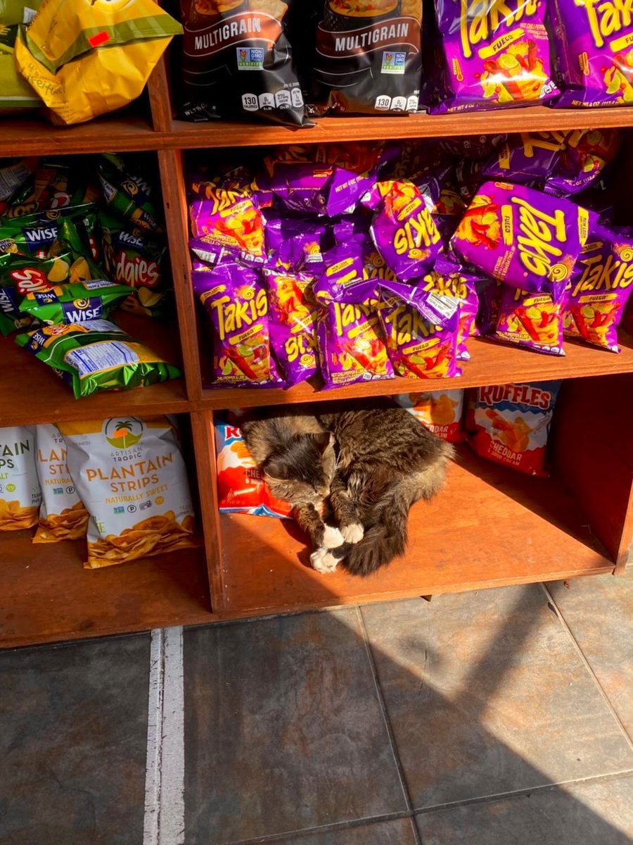 Bodegacats_'s tweet photo. https://t.co/JMKk5LUOp4