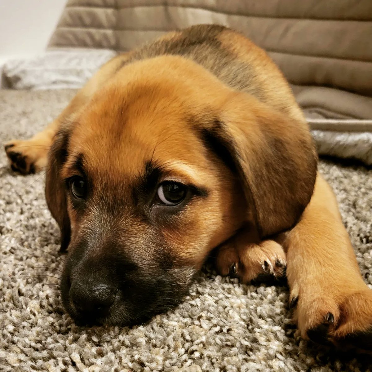 SlothySoma's tweet photo. @melmoplays @itmeAmore_ She knows she's the cutest thing in the world 🥰 https://t.co/brOFRRBzOj